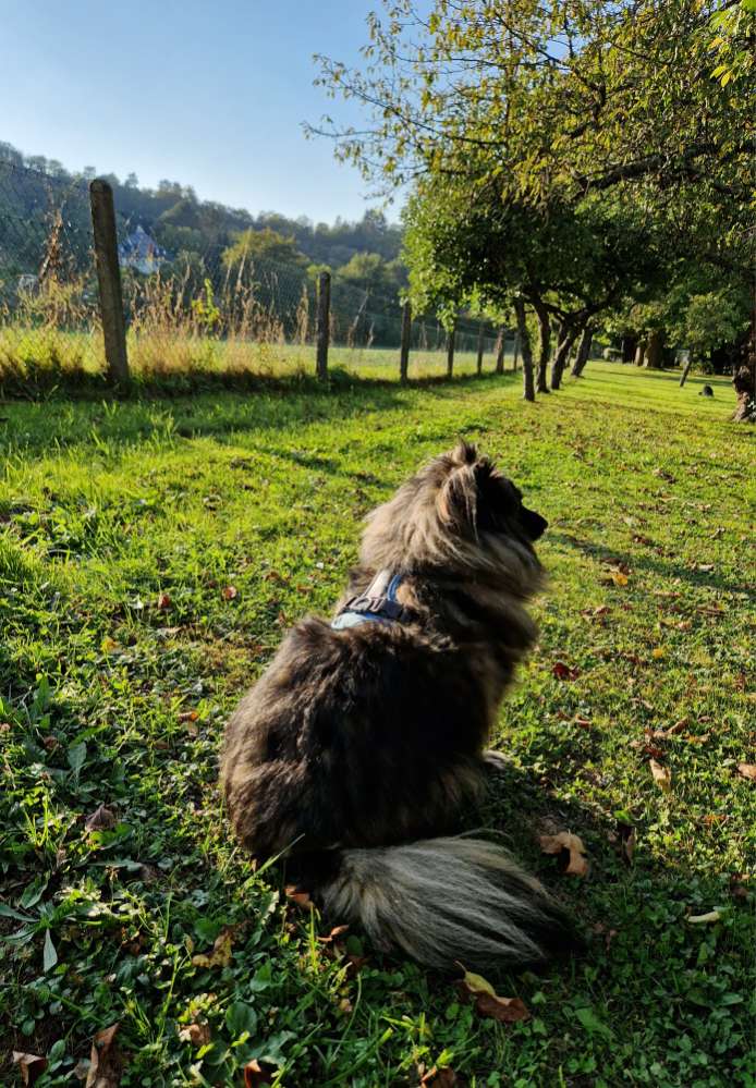 Hundetreffen-Spiel-/Trainingstreffen auf eigener Wiese, eingezäunt-Profilbild