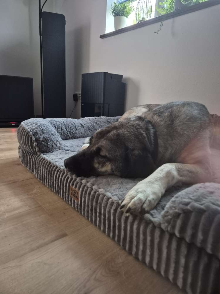 Hundetreffen-Gassi gehen / Toben-Profilbild