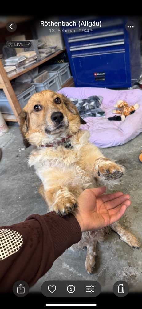 Hundetreffen-Neuer Freund für Maylo 🐕 🐩 🐶🦴-Profilbild