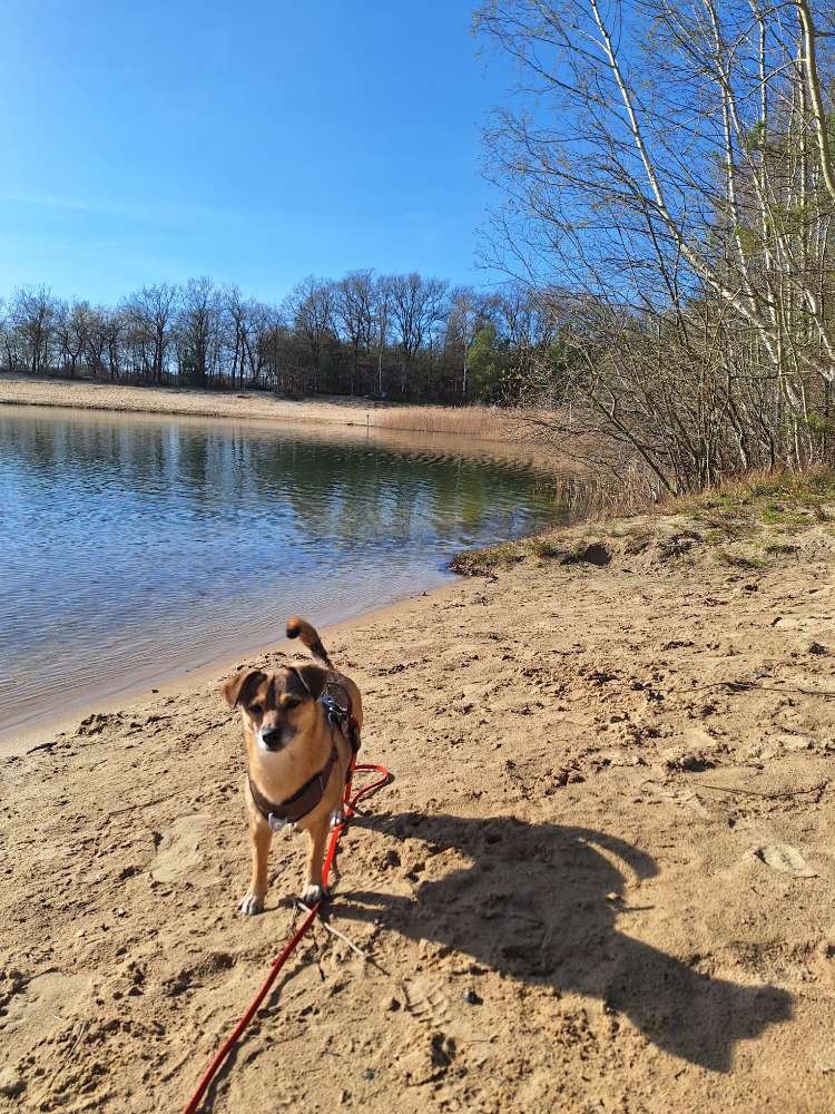 Hundetreffen-Spaziergang/toben in Dötlingen-Profilbild