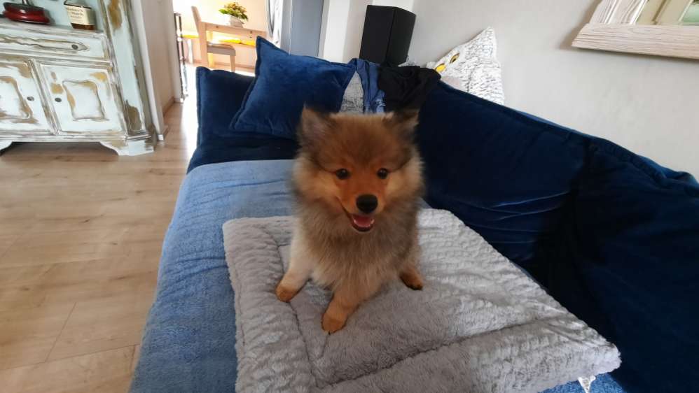 Hundetreffen-Welpen treffen in Herten-Profilbild