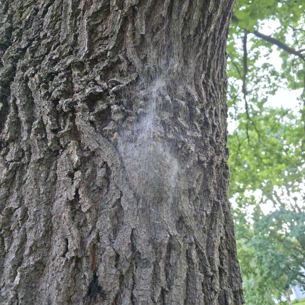 Giftköder-Eichenprozessionsspinner-Profilbild