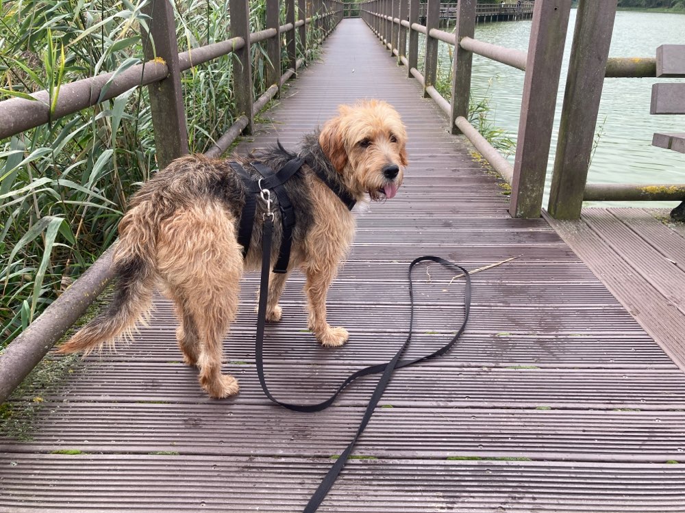 Hundetreffen-Mantrailing als Enrichment-Profilbild