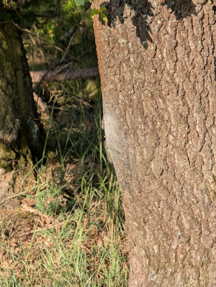 Giftköder-Eichenprozessionsspinner-Profilbild