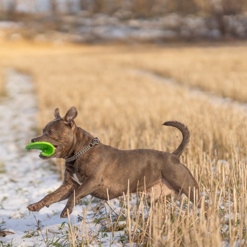 Hundetreffen-Kennenlernen & Social Walk-Profilbild