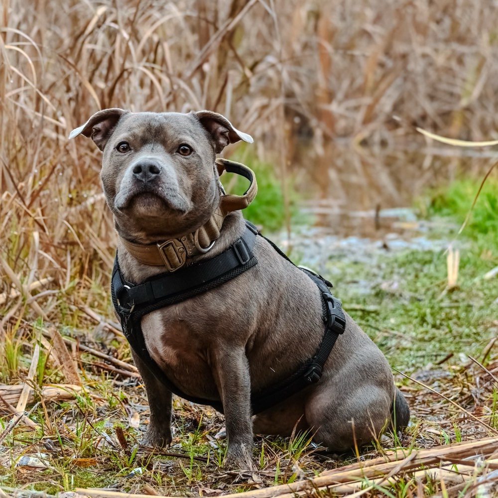 Hundetreffen-Kennenlernen & Social Walk-Profilbild
