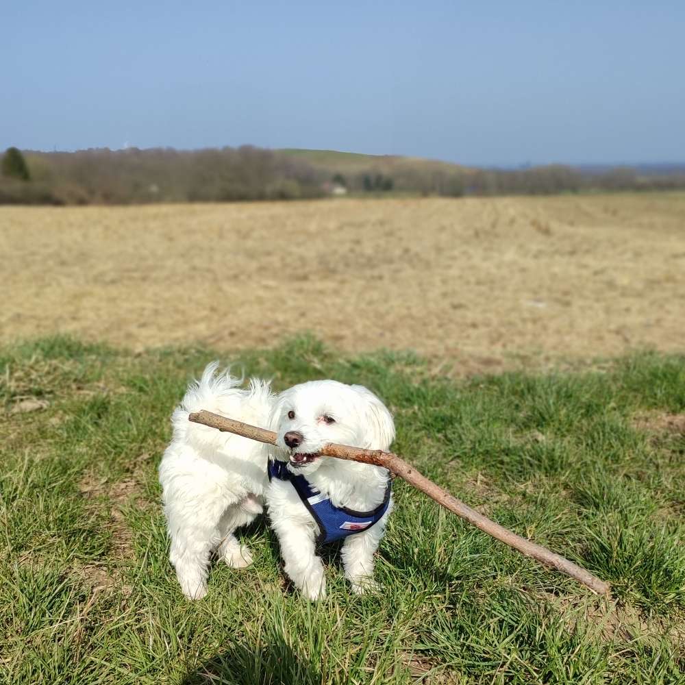 Hundetreffen-Spielkameraden gesucht-Profilbild