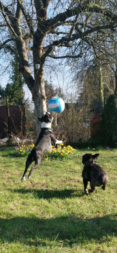 Hundetreffen-Spielfreunde gesucht-Profilbild