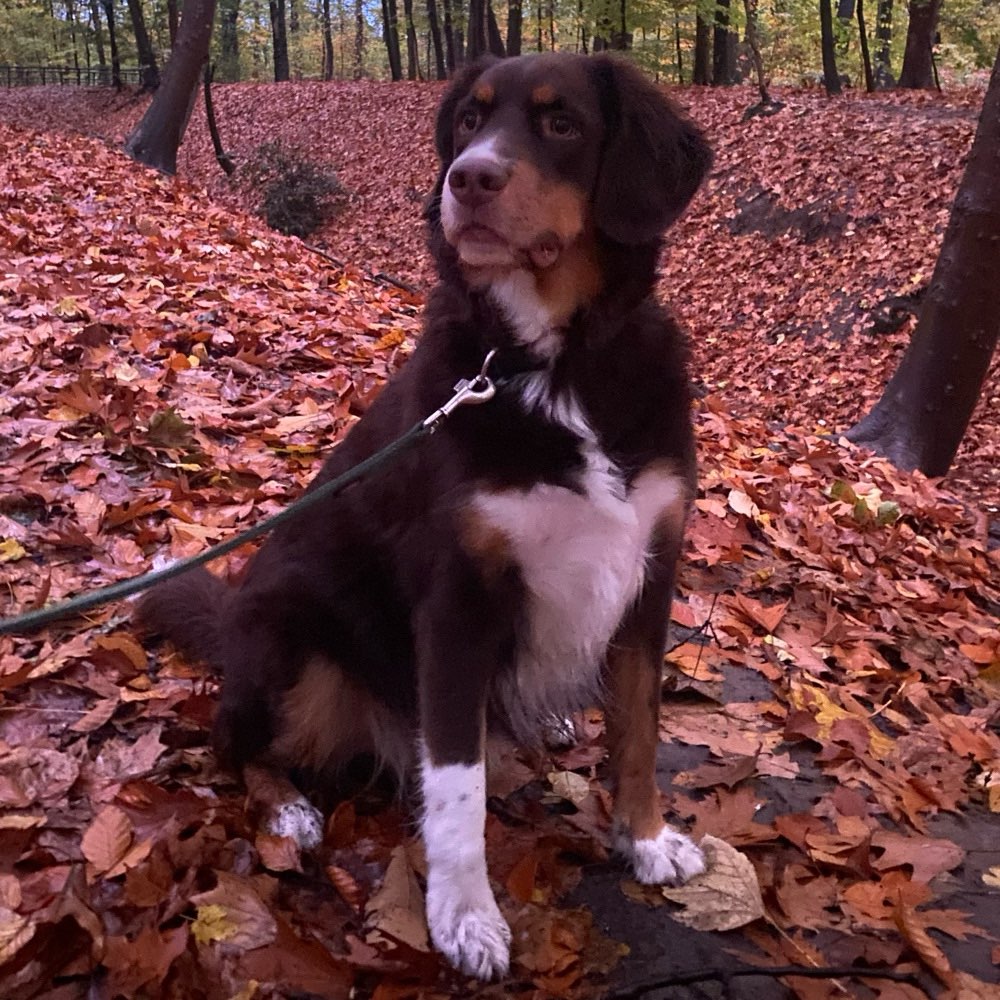 Hundetreffen-Gassi Partner zum gemeinsamen Laufen mit den Hunden-Profilbild