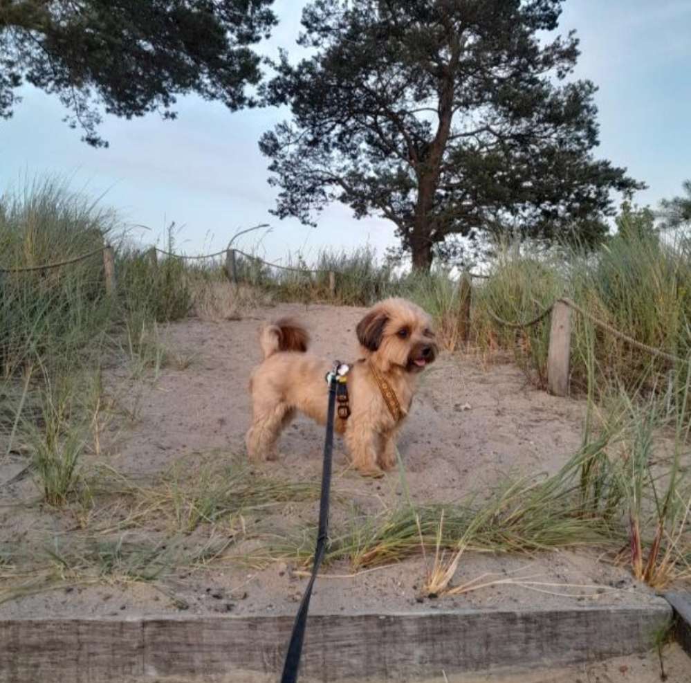 Hundetreffen-Gemeinsame Gassirunden-Profilbild