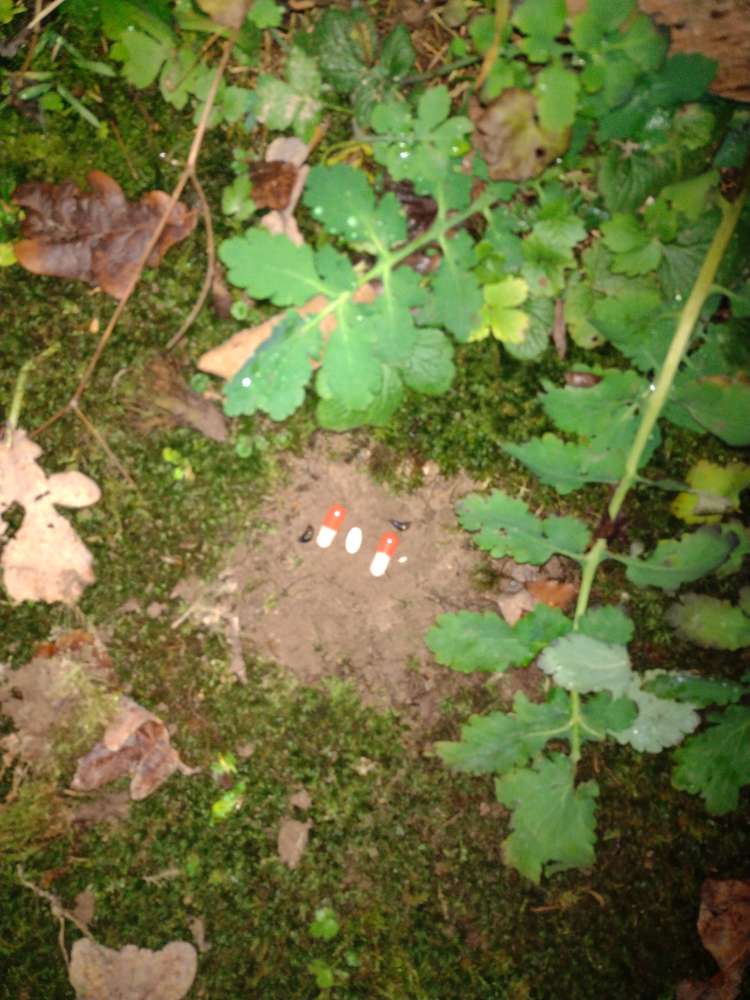 Giftköder-Tabletten-Profilbild