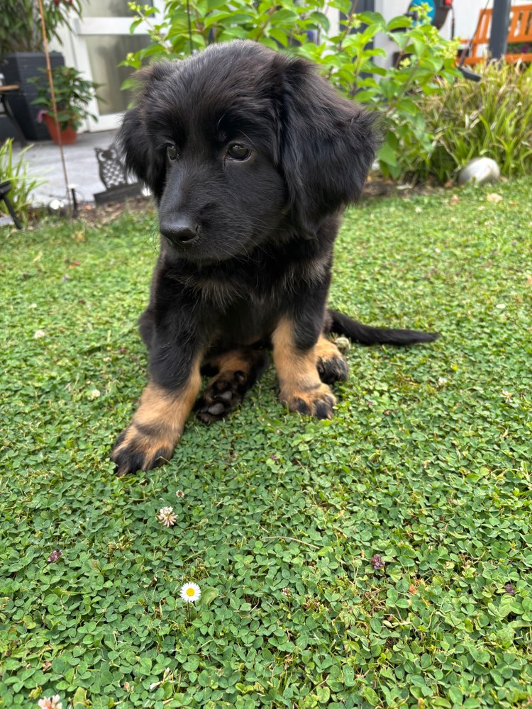 Hundetreffen-Welpentreffen für große Hunde-Profilbild