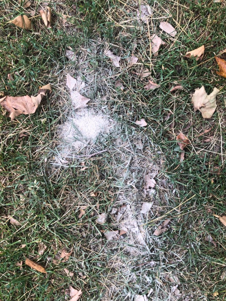 Giftköder-Weißes Pulver-Profilbild