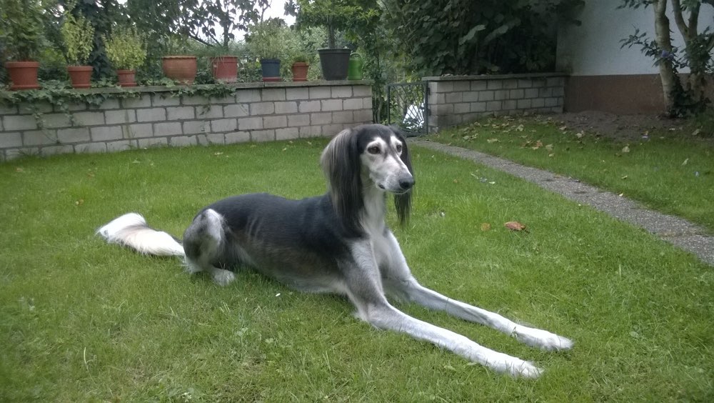 Hundetreffen-Treffen in Hockenheim im Wald Ringeingang-Profilbild