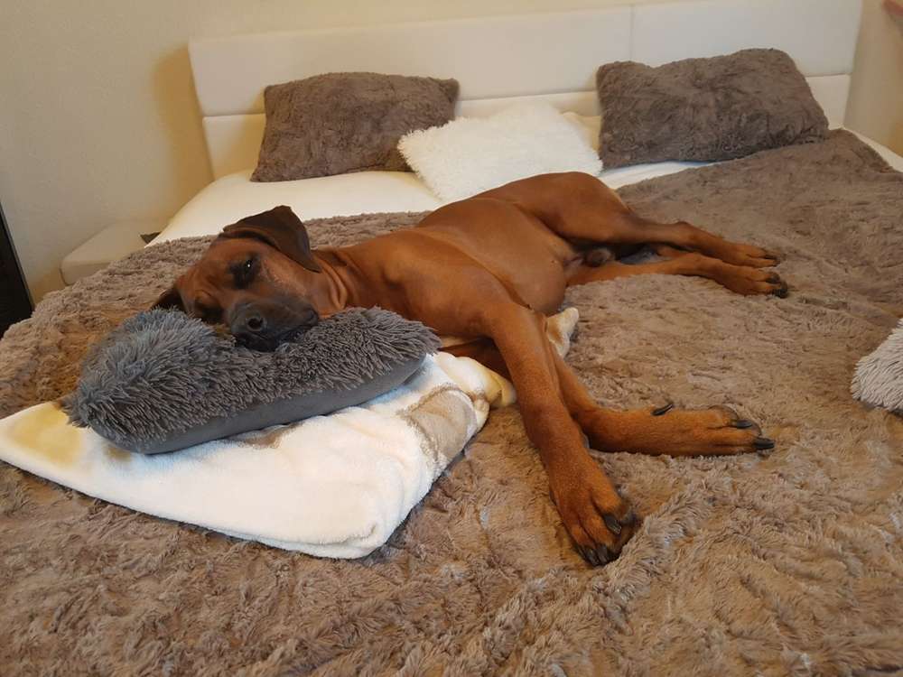 Hundetreffen-Spaziergang u toben-Profilbild