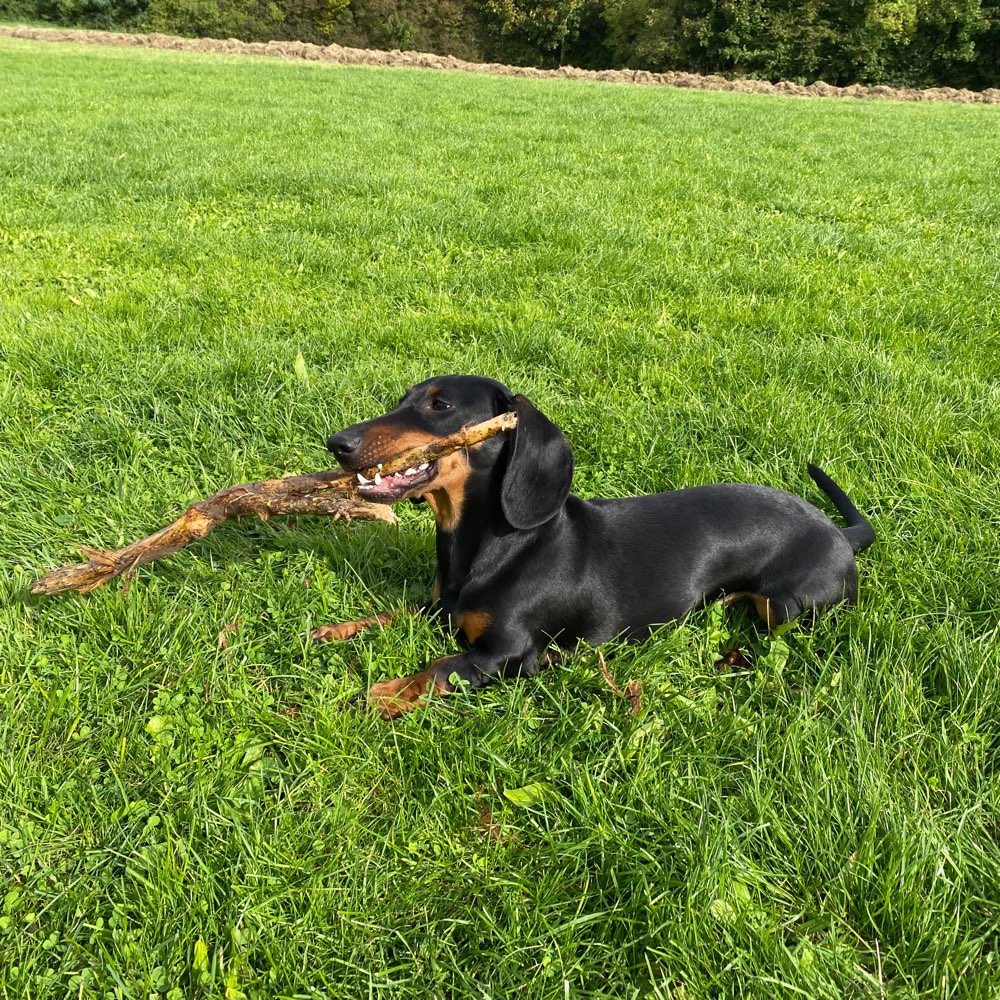 Hundetreffen-Spieltreff-Profilbild