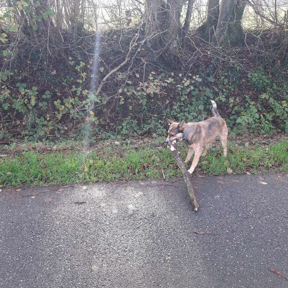 Hundetreffen-Hundetreffen / Spaziergänge-Profilbild