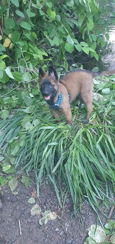 Hundetreffen-Gassirunde-Profilbild