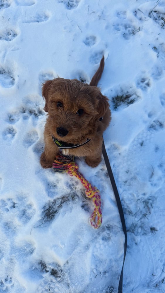 Hundetreffen-Welpen-Freund zum spielen gesucht 🥰-Profilbild