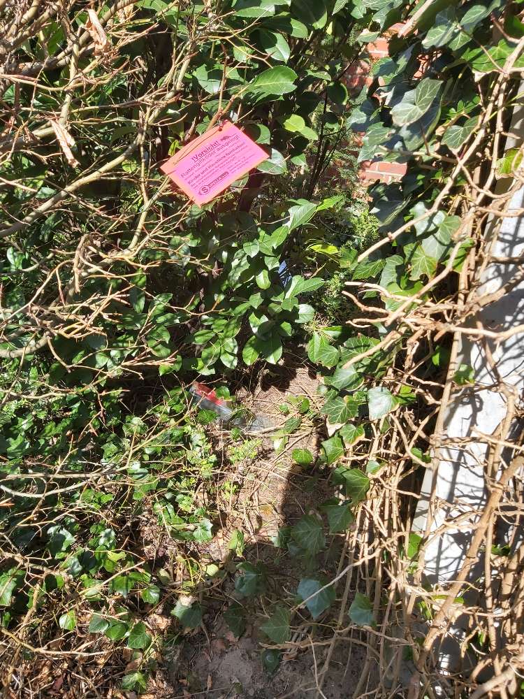 Giftköder-Rattengift (Fallen) im Gebüsch.-Profilbild