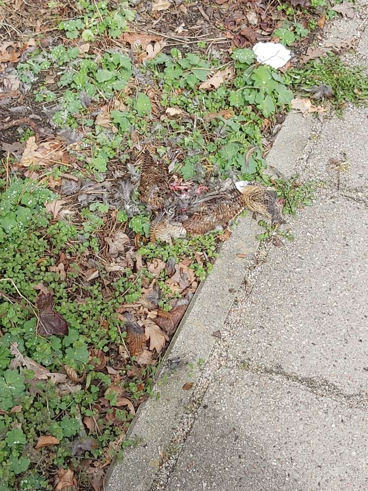 Giftköder-Farsan Kadaver-Profilbild