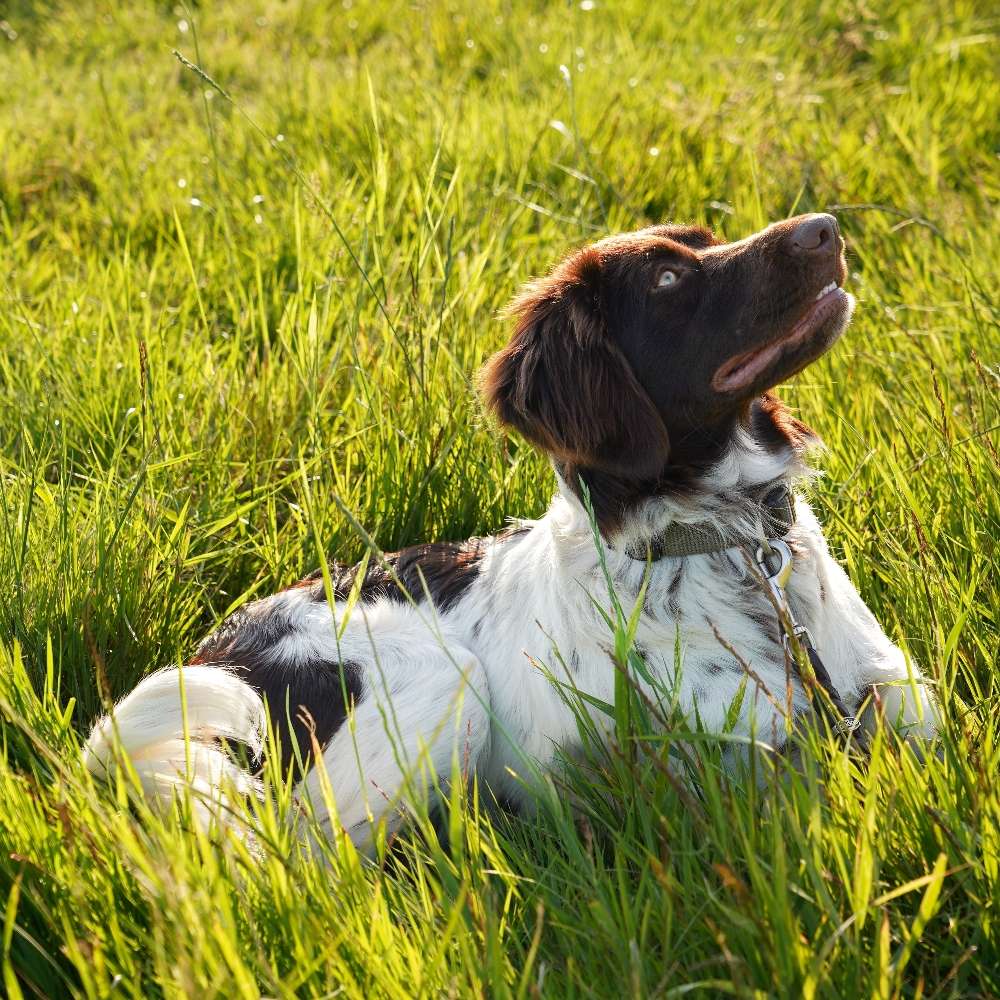 Hundetreffen-Trainingspartner & Spielgefährte gesucht-Profilbild