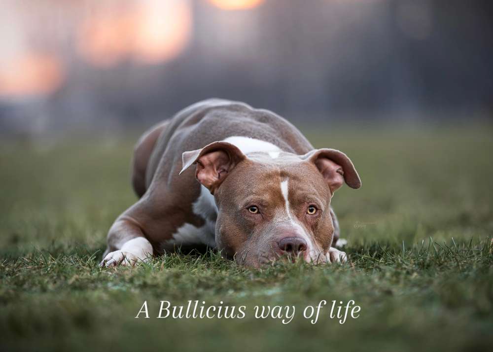 Hundetreffen-Sozialkontakte und Gassi-Profilbild