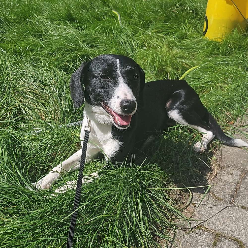 Hundetreffen-Spazieren in schönau-Profilbild