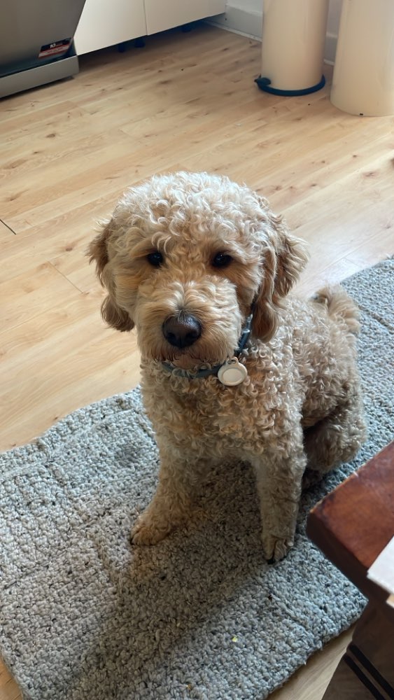 Hundetreffen-Social Walk-Profilbild