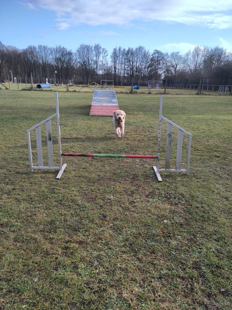 Hundetreffen-Spielen,rennen, sozialverhalten unter Hunden fördern-Profilbild