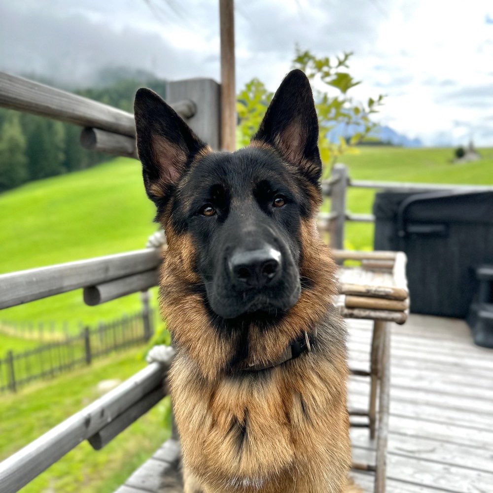 Hundetreffen-Spielkamerad für Basko gesucht-Profilbild