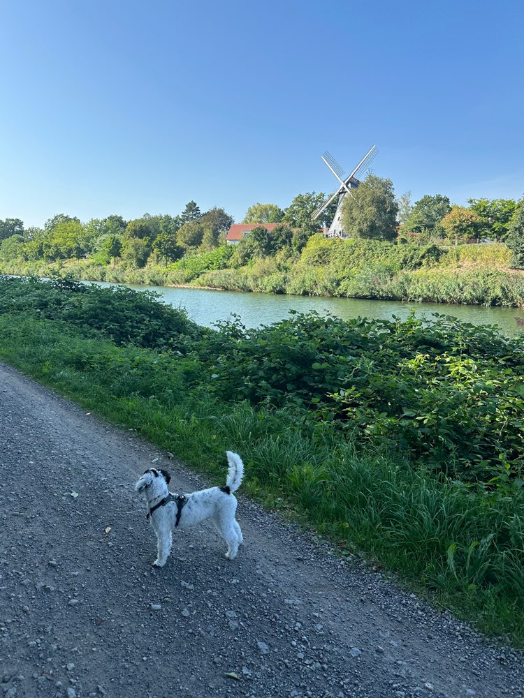 Hundetreffen-Gassi & Kaffee-Profilbild