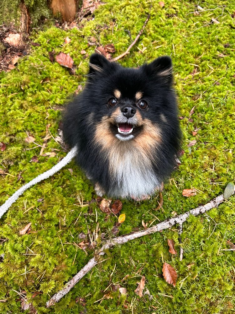 Hundetreffen-Leinen Begegnung üben-Profilbild