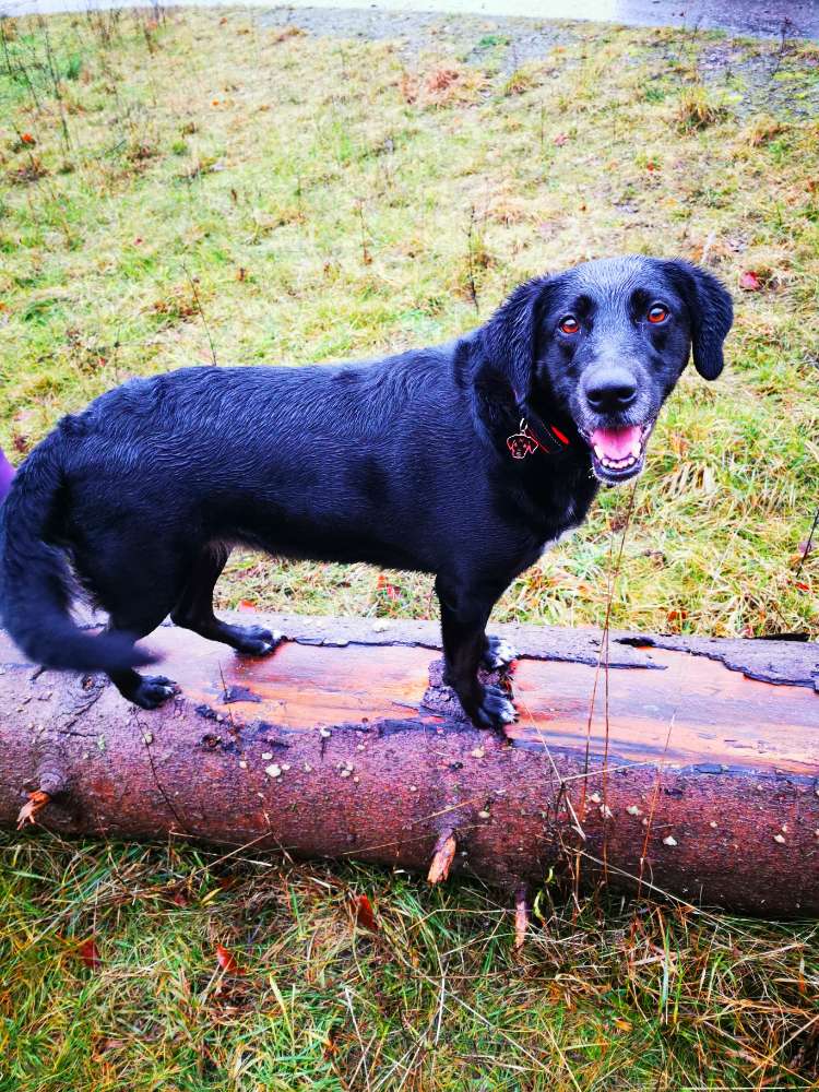 Hundetreffen-Gemeinsame Gassirunde/Wandern-Profilbild