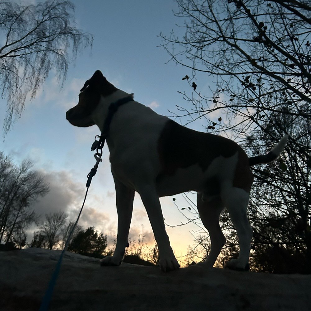 Hundetreffen-Gassirunde-Profilbild