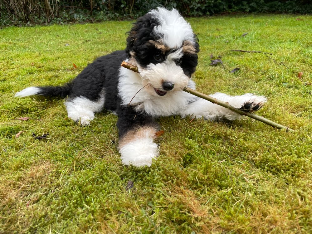 Hundetreffen-Spielrunde gesucht in Lokstedt und Umgebung-Profilbild