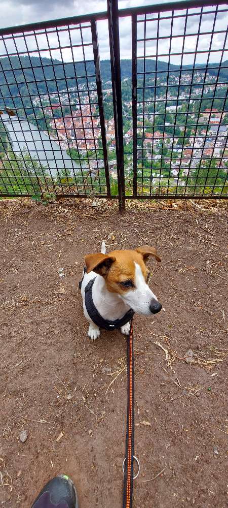 Hundetreffen-Gassi gehen und Trainingsrunden-Profilbild