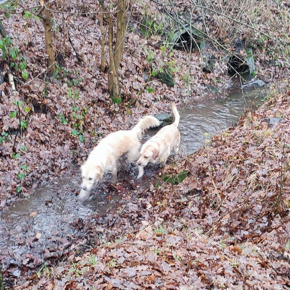 Hundetreffen-Spielkameraden gesucht 🐶-Profilbild