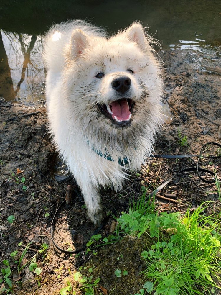 Hundetreffen-Gemeinsame Spaziergänge-Profilbild