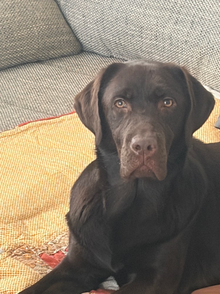 Hundetreffen-Spaziergang Tegel-Profilbild