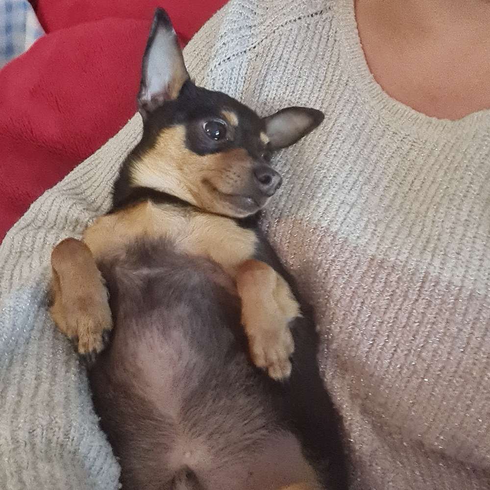 Hundetreffen-Treffen mit klein Hunde.-Profilbild