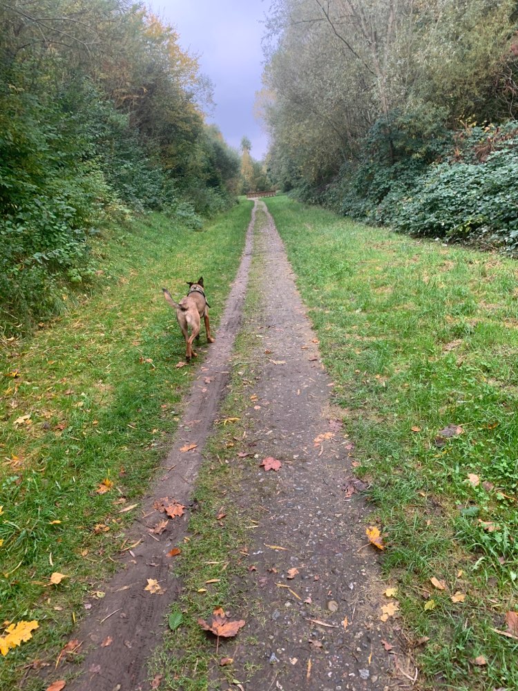 Hundetreffen-Spielrunde in Tonndorf/Marienthal/Jenfeld-Profilbild