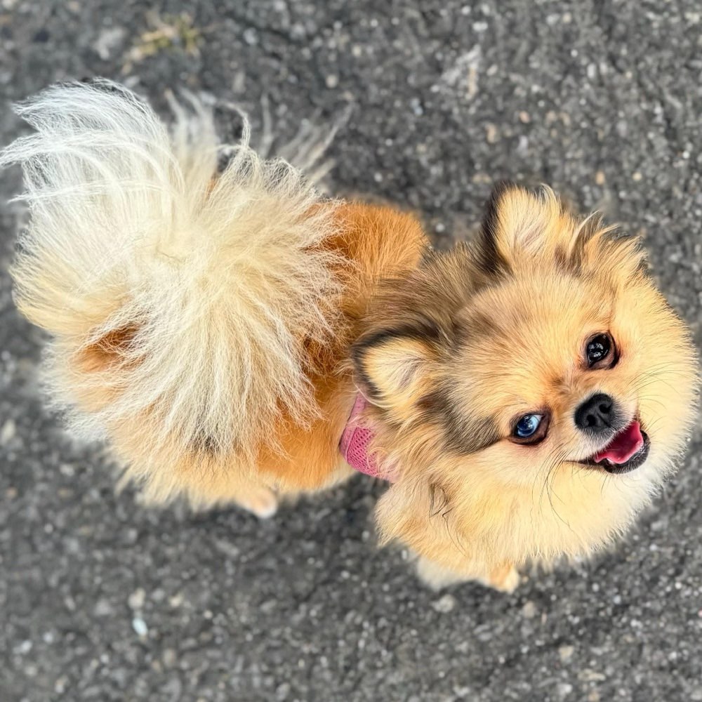 Hundetreffen-Welpentreffen in Hamm-Profilbild