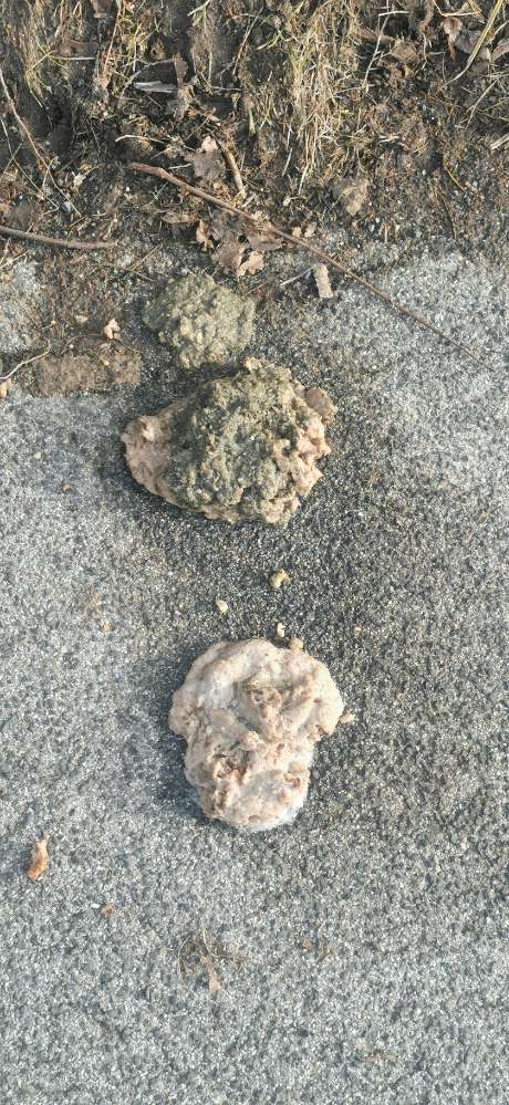 Giftköder-Fleisch mit eventuell Gift-Profilbild