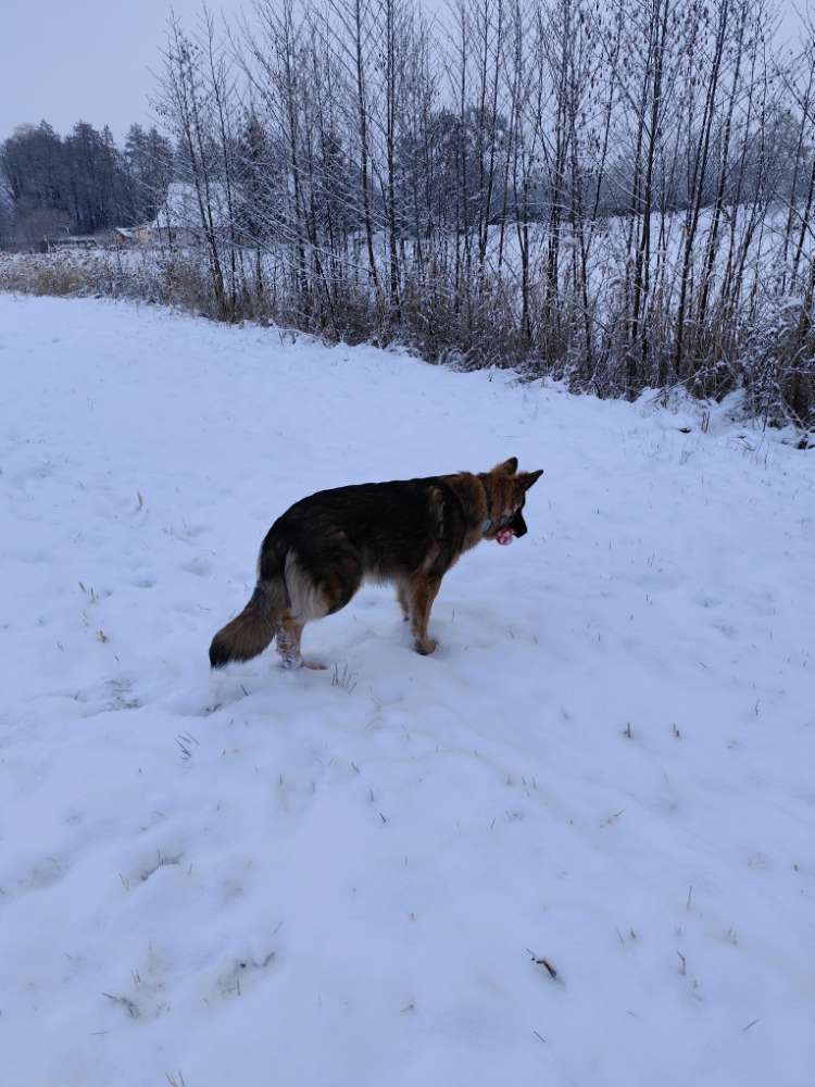 Hundetreffen-Gassi gehen-Profilbild