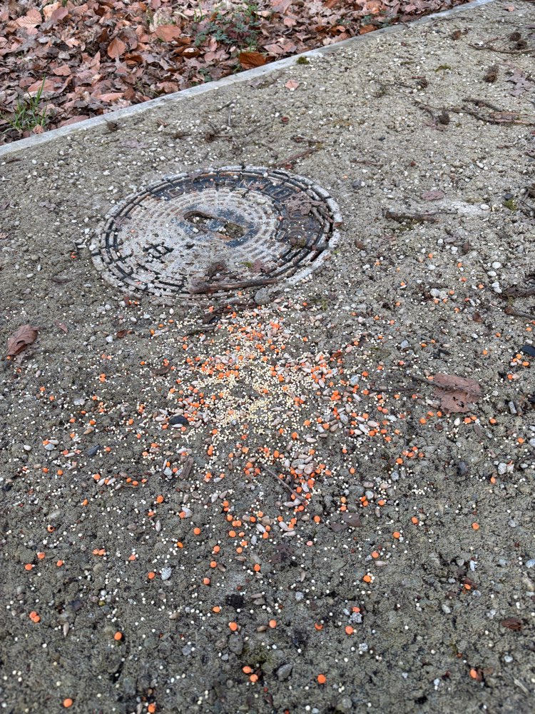 Giftköder-Giftköder-Profilbild