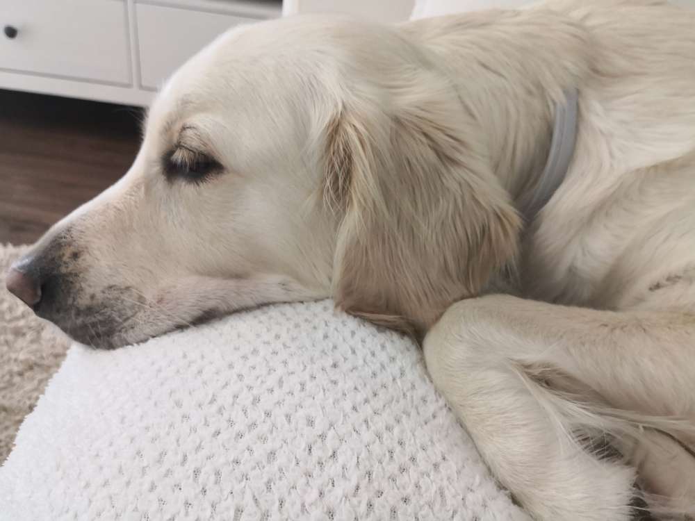 Hundetreffen-Suche Spielgefährten-Profilbild