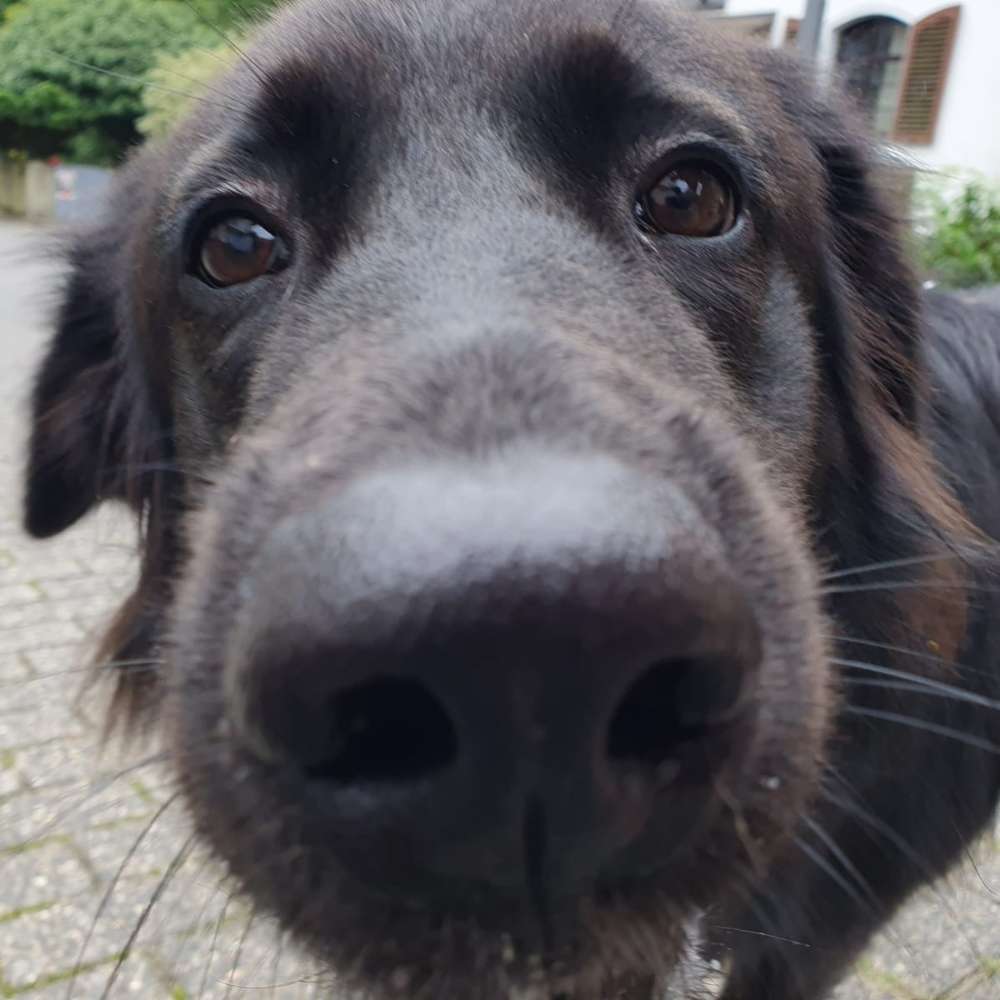 Hundetreffen-Spielen und lernen-Profilbild