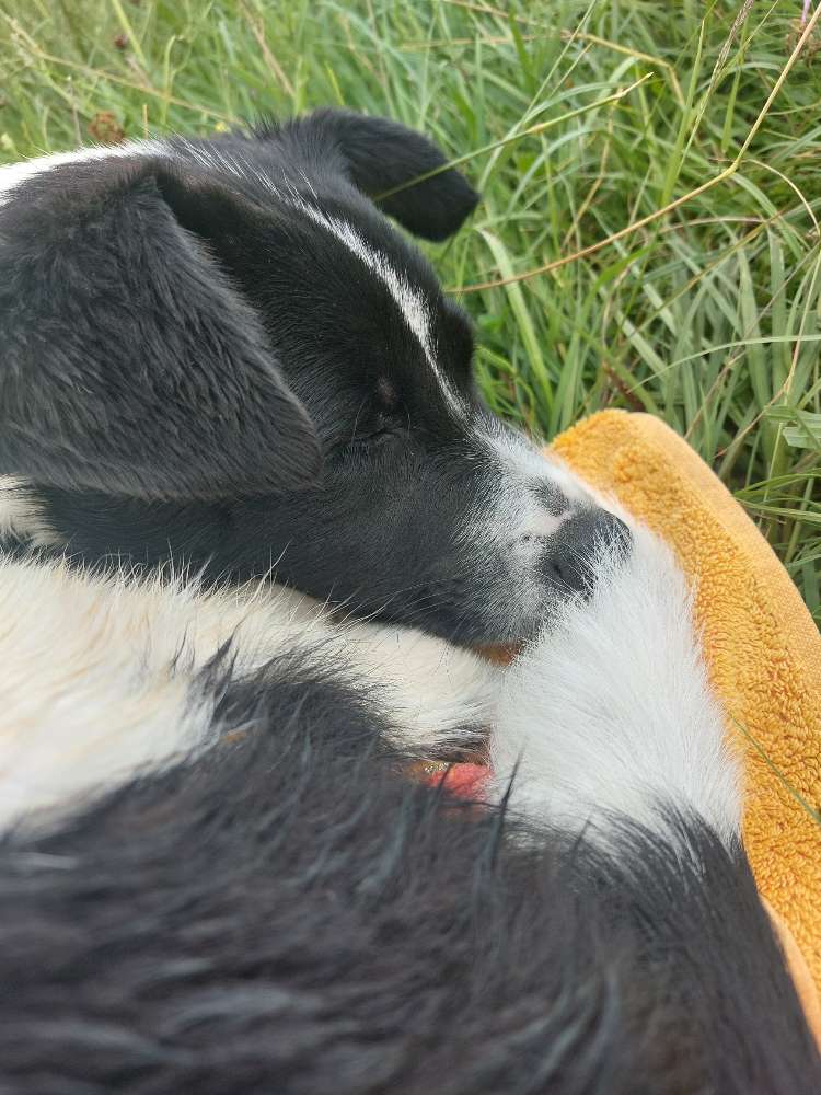 Hundetreffen-Hundetreffen Raum Gmunden/ Kirchdorf-Profilbild