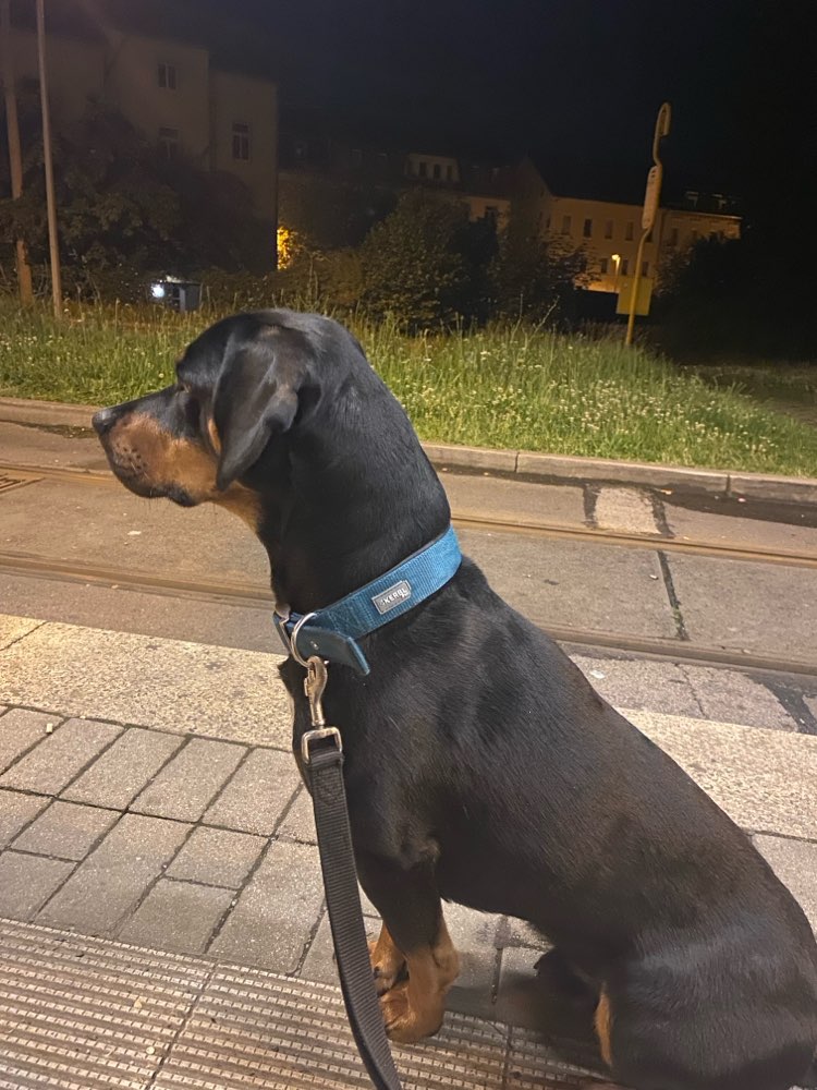 Hundetreffen-Gassi runde in Gera-Profilbild